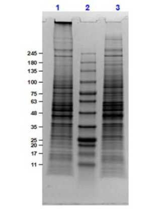 SDS-PAGE Results of U-251 Whole Cell Lysate.<br />Lane 1: U-251 Whole Cell Lysate (10 μg) Reduced.<br />Lane 2: Molecular Weight Marker.<br />Lane 3: U 251 Whole Cell Lysate (10 μg) Non-Reduced.<br />Results show wide range of molecular weight bands with no sign of degradation.